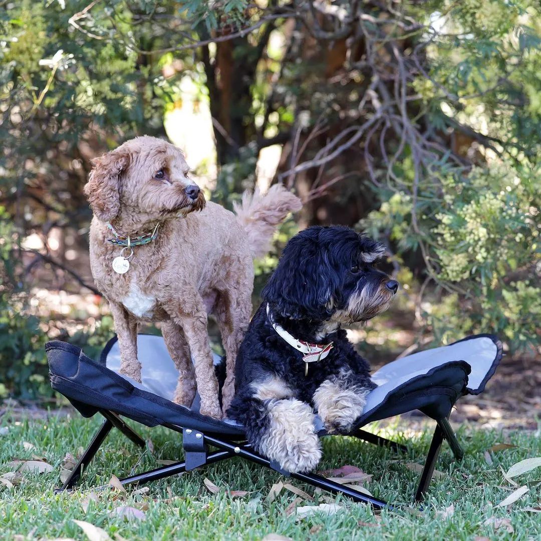 Butterfly Portable Folding Outdoor Pet Chair - Blue